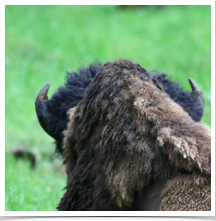 Bison - Looking Bison - Looking